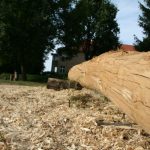 Wo ist meine Rinde?